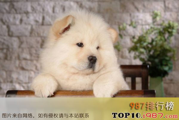 十大忠犬之松狮犬