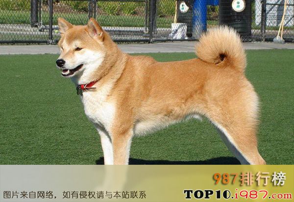 十大忠犬之秋田犬