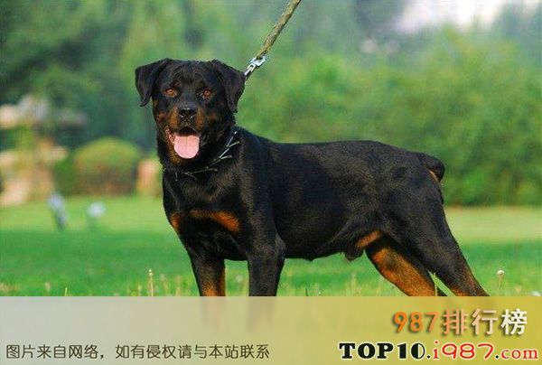 十大忠犬之罗威纳