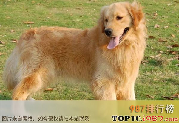 十大忠犬之金毛
