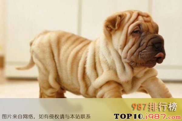 十大忠犬之沙皮犬