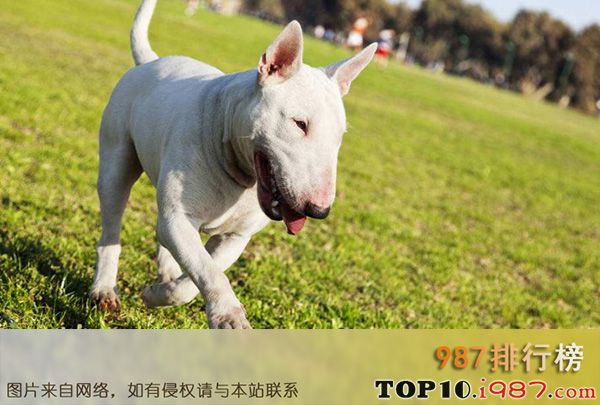 十大忠犬之牛头梗