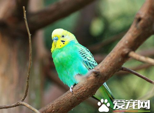 鹦鹉怎样喂养 <a href=/ target=_blank class=infotextkey>宠物</a>鹦鹉饲养八大要点
