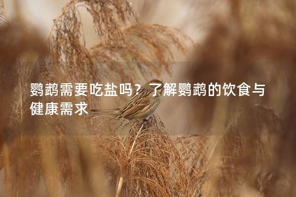 鹦鹉需要吃盐吗？了解鹦鹉的饮食与健康需求