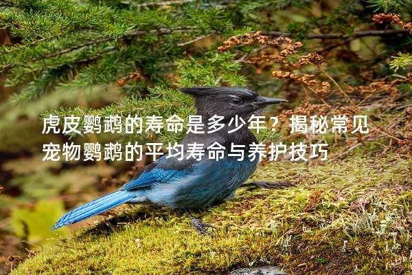 虎皮鹦鹉的寿命是多少年？揭秘常见宠物鹦鹉的平均寿命与养护技巧