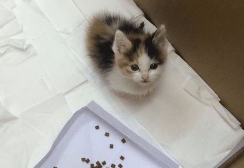 宠物饮食:牛奶不宜喂猫
