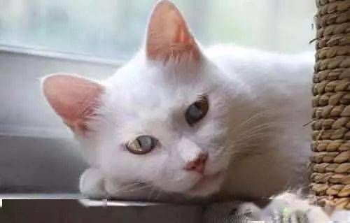 宠物饮食:牛奶不宜喂猫