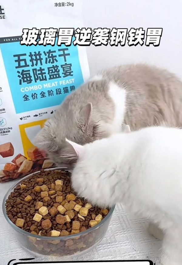 猫咪断粮怎么办？有哪些临时替代食物？