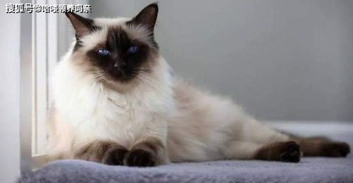 猫咪过敏干粮有哪些?适合猫咪过敏体质的食品推荐?
