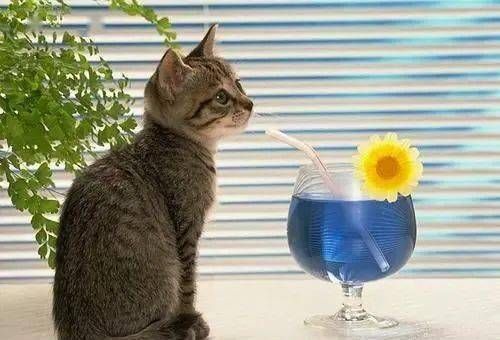 猫咪过敏干粮有哪些?适合猫咪过敏体质的食品推荐?