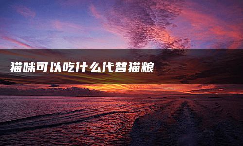 猫咪可以吃什么代替猫粮