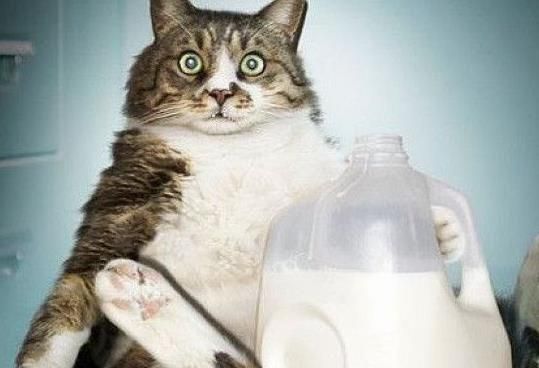 猫咪不宜喝纯牛奶,选猫奶替代品