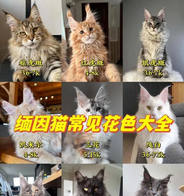 免疫猫适合哪种猫粮？如何选择合适的猫粮？