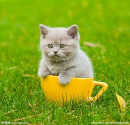 宠物猫饮食指南：猫粮替代品推荐