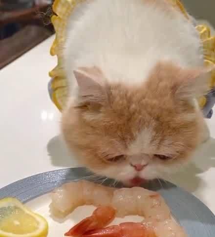 猫咪能否经常吃虾（探究猫咪吃虾的好处与坏处）