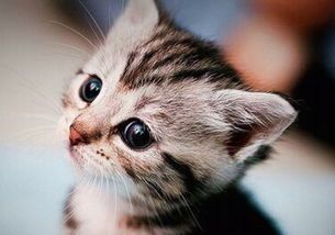 猫咪消化不良,需检查饮食及健康。