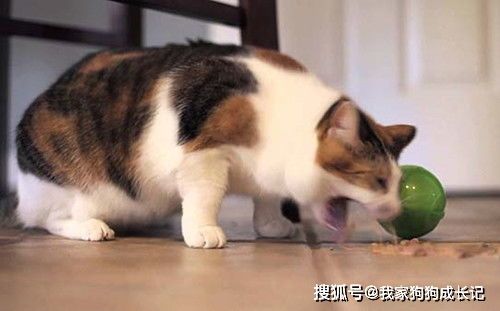 猫咪消化不良,需检查饮食及健康。