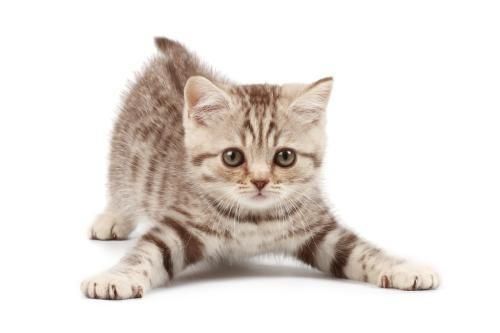 探究小猫消化不良原因及对策