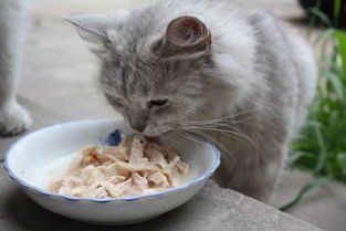 猫咪胃消化需要多久，才能恢复正常？