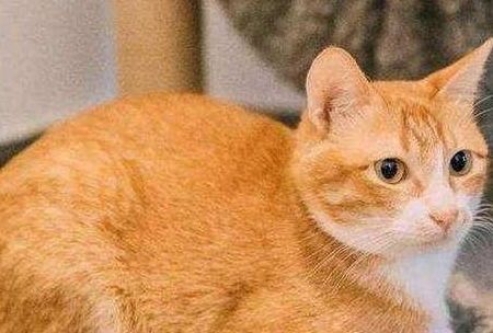 猫咪胃消化需要多久,才能恢复正常?