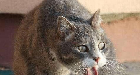 「宠物猫消化不良（了解猫咪消化不良的成因和解决方案）