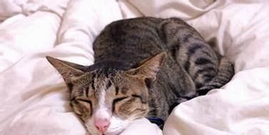 “猫咪肠胃炎食疗消炎指南”