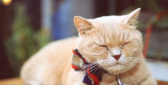 猫咪助消化,选对药是关键!