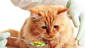 猫咪助消化,选对药是关键!