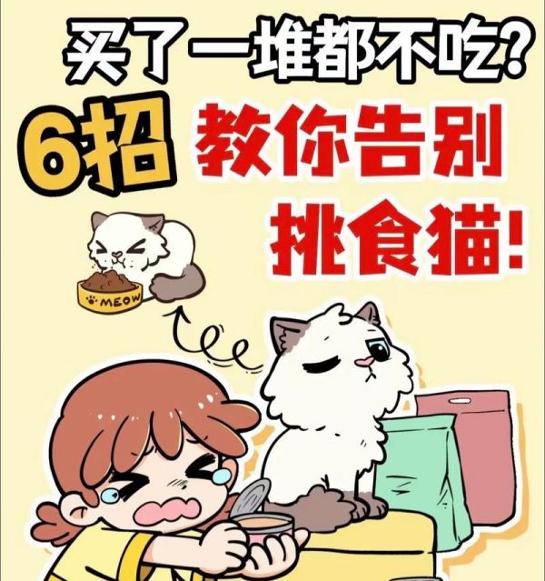 猫粮导致消化不良怎么办？