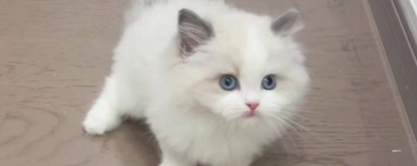 猫咪吃栗子吐了如何解决，消化不良时需禁食禁水然后饲喂活性益生菌