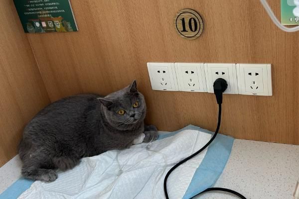 猫咪吃栗子吐了如何解决，消化不良时需禁食禁水然后饲喂活性益生菌