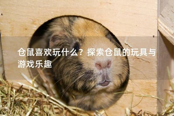 仓鼠喜欢玩什么？探索仓鼠的玩具与游戏乐趣