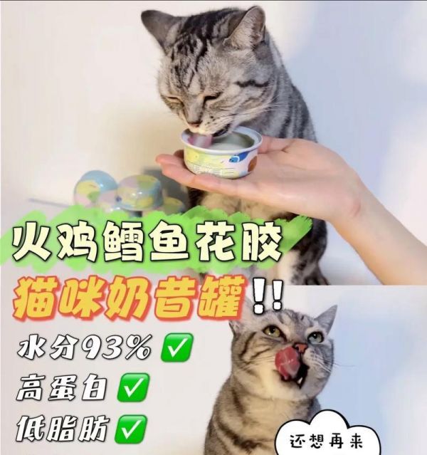三个月猫咪的喂养规律（合理的喂食频率与食量管理是关键）