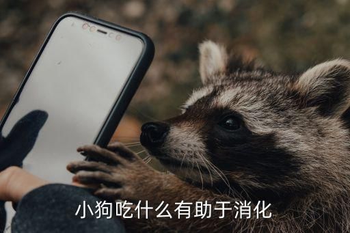 小狗吃什么有助于消化