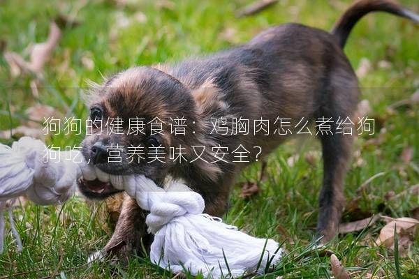 狗狗的健康食谱：鸡胸肉怎么煮给狗狗吃，营养美味又安全？