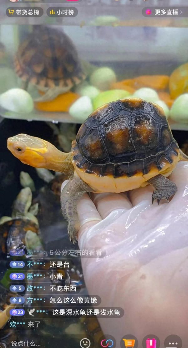 高背小青龟是怎么回事？是模具龟吗？