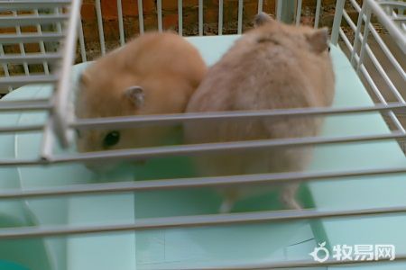 仓鼠怎么养好养