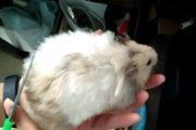 公婆仓鼠新手怎么养