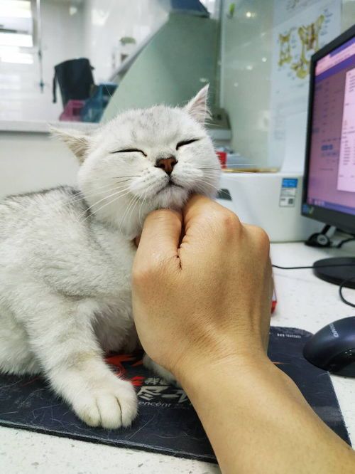 猫咪骨折治疗费用多少?手术费、康复费,你准备好了吗?