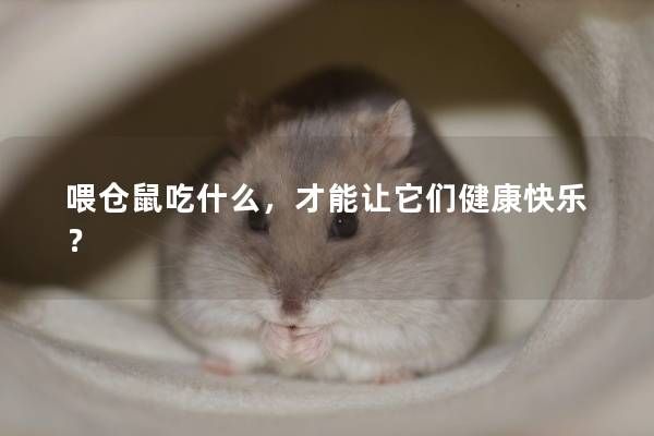 喂仓鼠吃什么，才能让它们健康快乐？