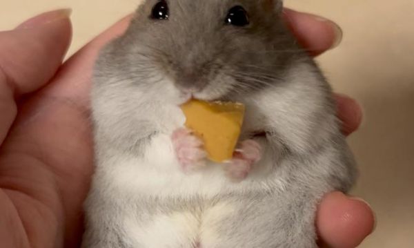 仓鼠最爱吃什么食物？（满足你的仓鼠味蕾，让它健康快乐生活！）