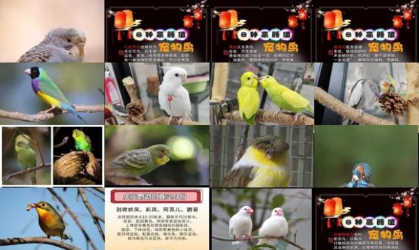 宠物鸟种类宠物鸟大全