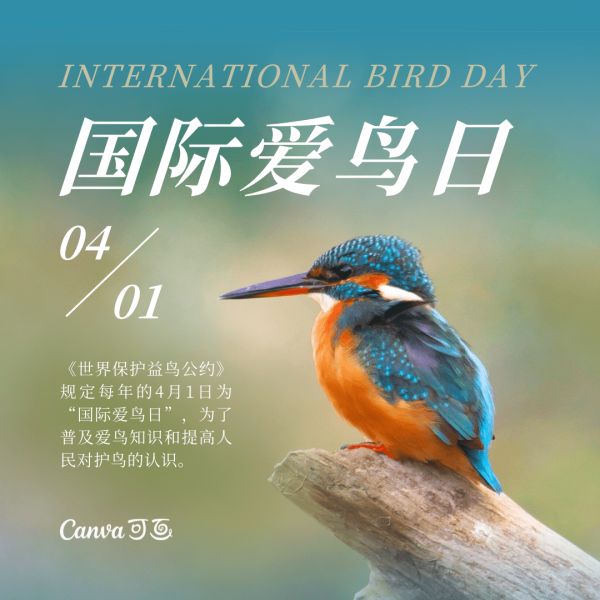 国际爱鸟日丨关爱鸟类,5个爱鸟周活动方案推荐