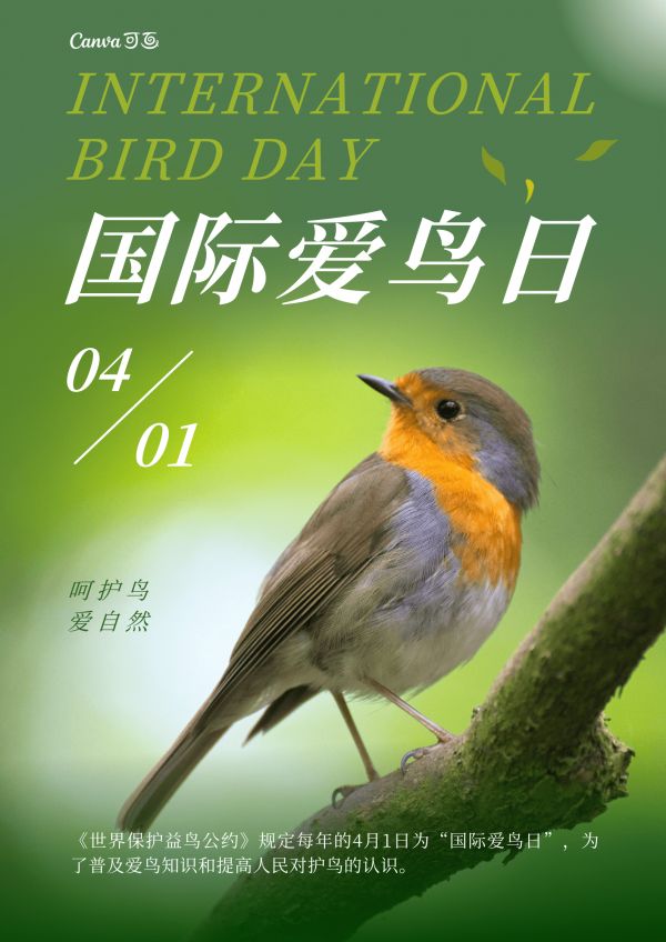 国际爱鸟日丨关爱鸟类,5个爱鸟周活动方案推荐