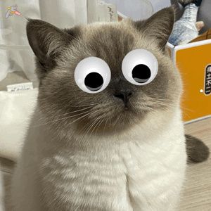 老猫15岁了只喝水不吃饭了