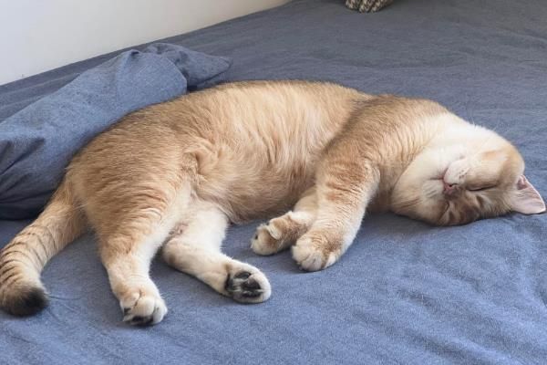 老年猫如何喂食，需尽可能让猫粮更软