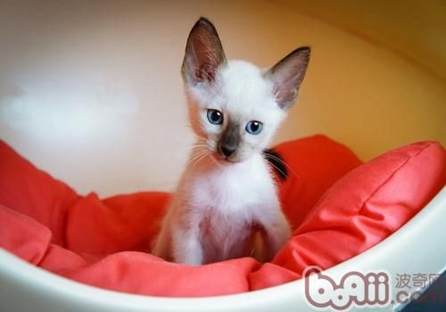 老年<a href=/zhonglei/mao/ target=_blank class=infotextkey>猫</a>咪需要吃哪些食物