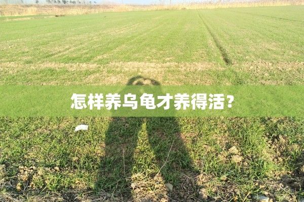 怎样养乌龟才养得活？