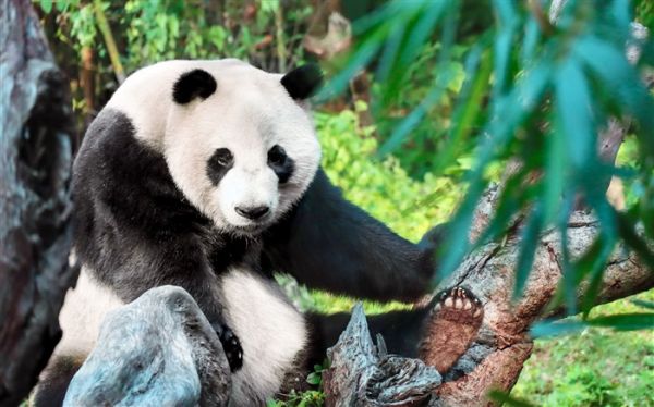 可爱，熊猫，中国，2022，受保护的动物，5k，照片 浏览:6434