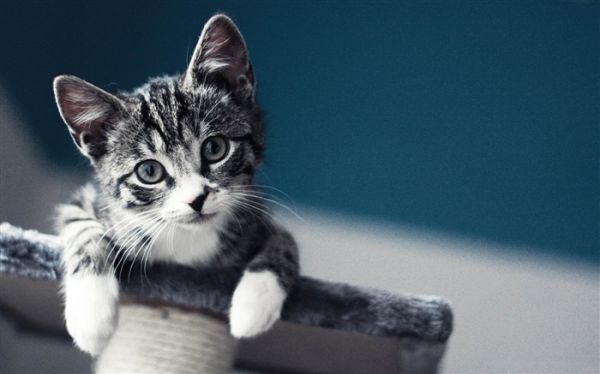 可爱的宠物猫咪桌面图片 浏览:56546